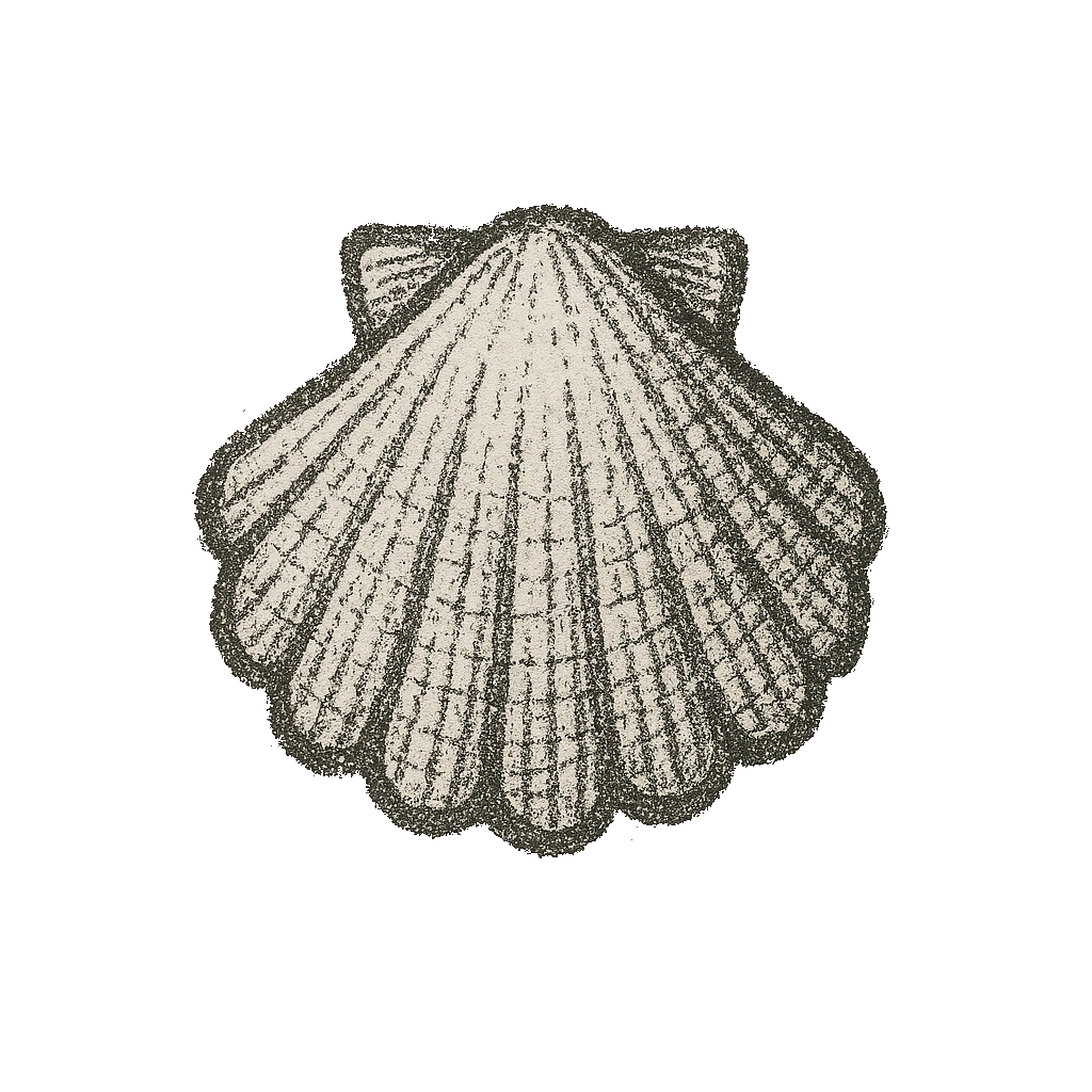 Scallop picture